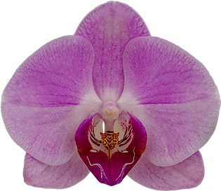 bloemgrootte: 335069