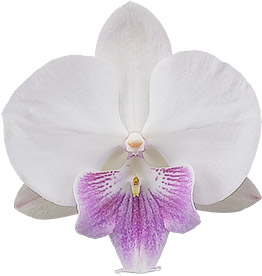 bloemgrootte: 8