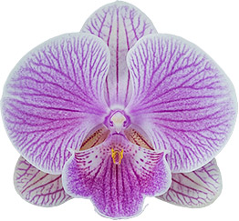 bloemgrootte: 10