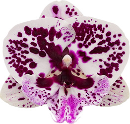 bloemgrootte: 8