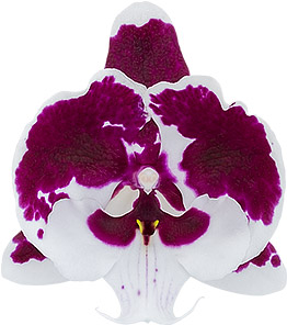 bloemgrootte: 8