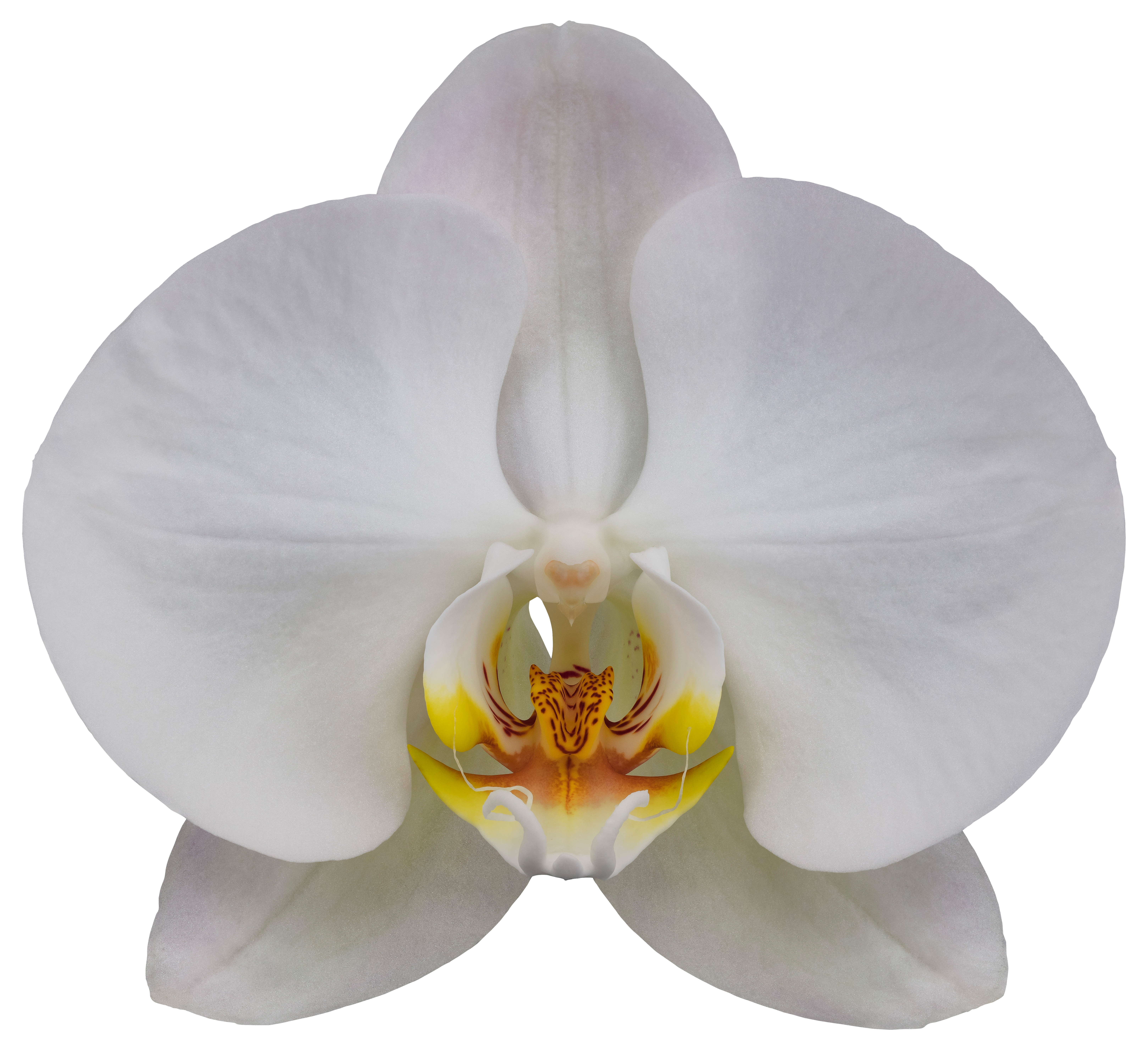 bloemgrootte: 11,5