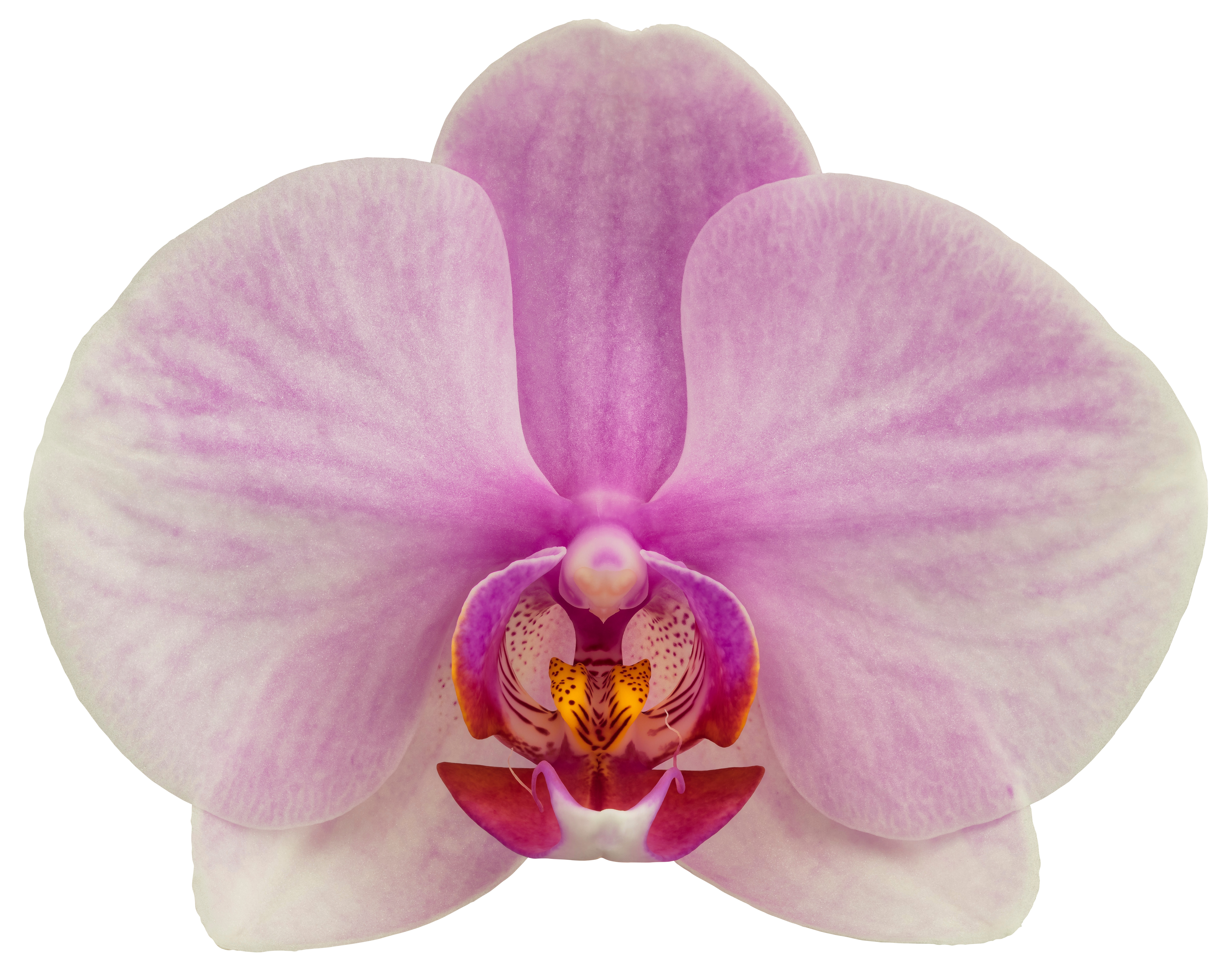bloemgrootte: 9,5