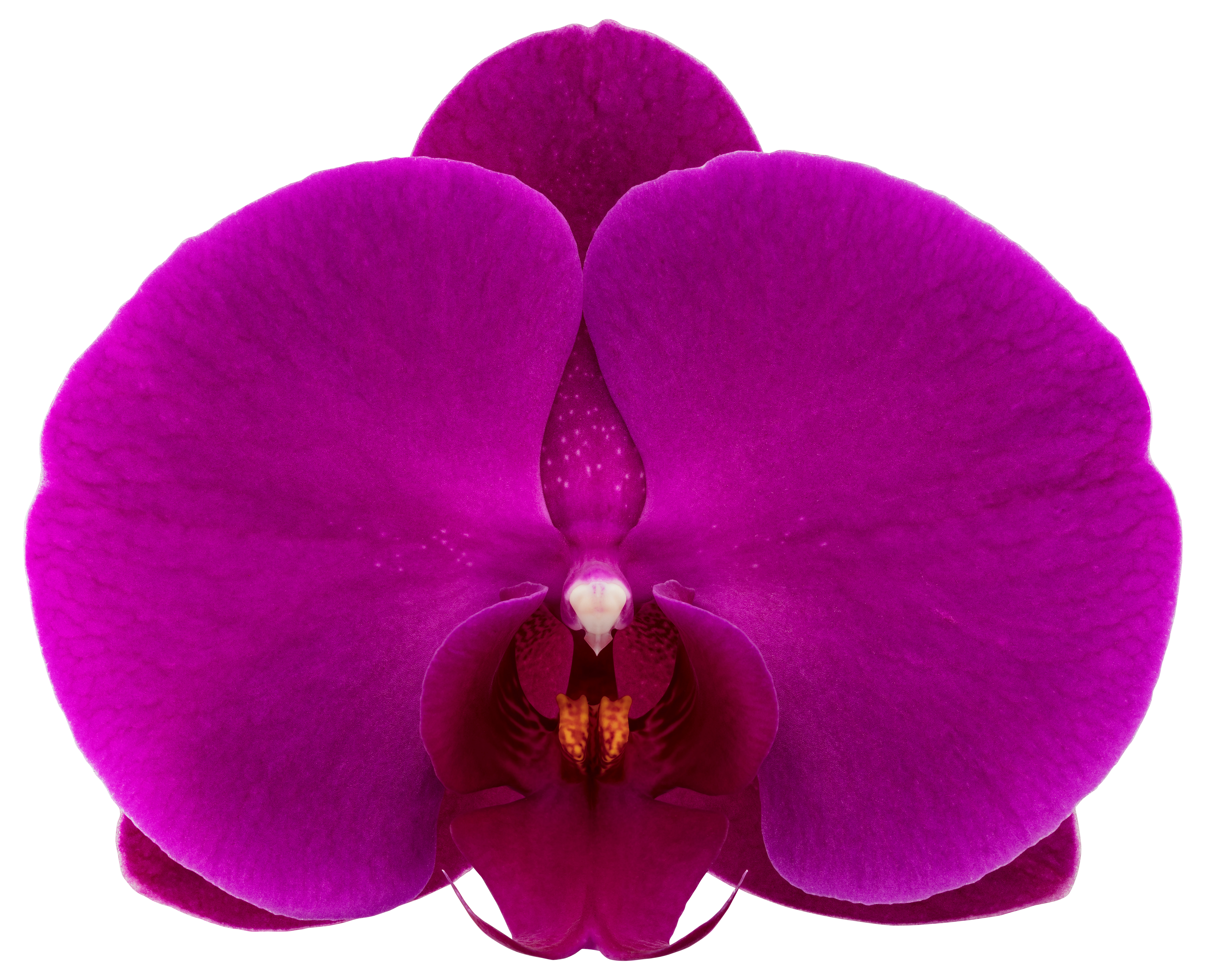 bloemgrootte: 10