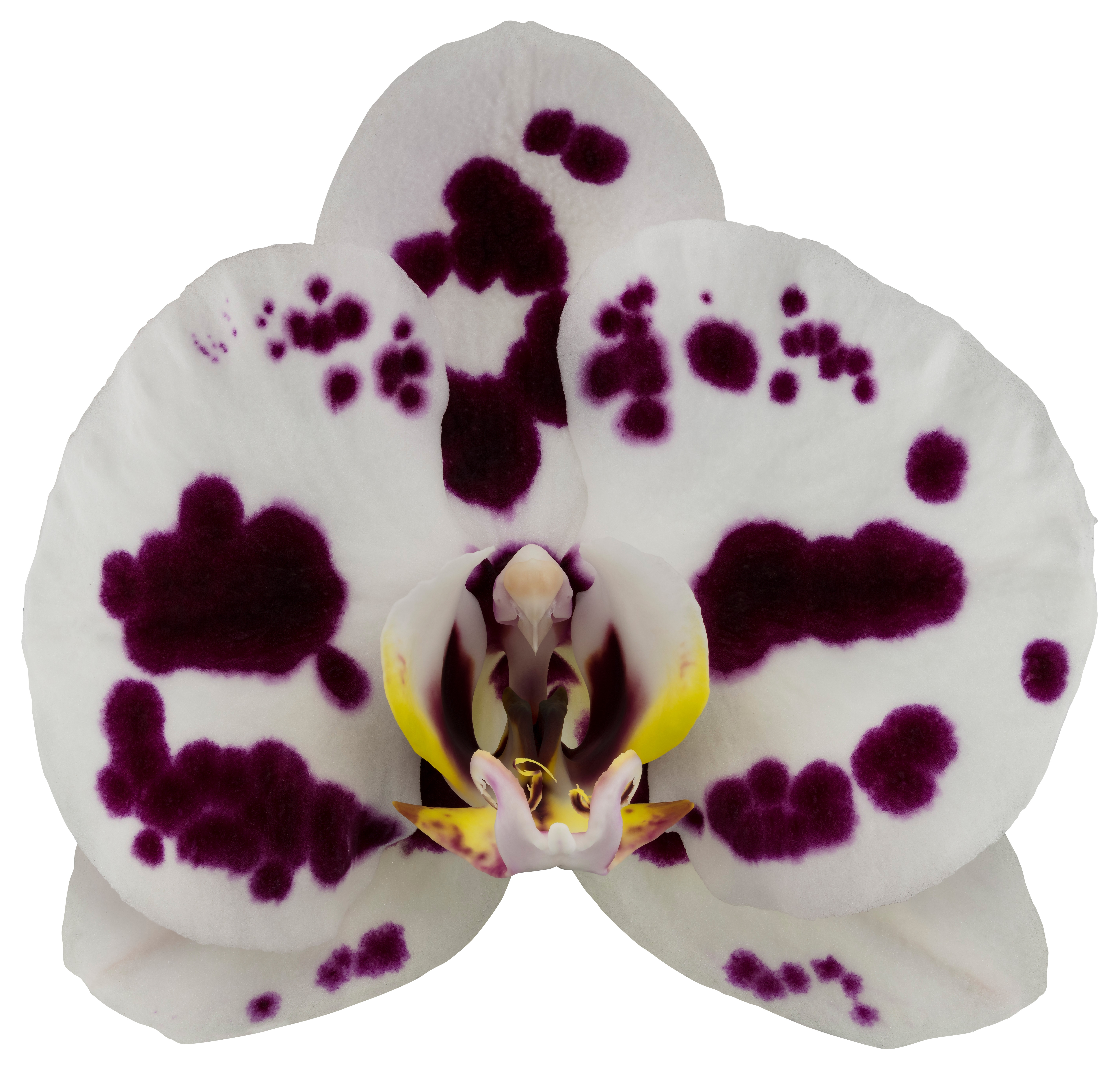 bloemgrootte: 9,5