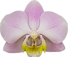 bloemgrootte: 6