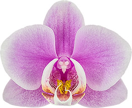bloemgrootte: 6