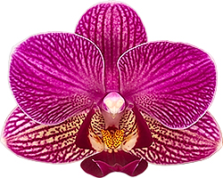 bloemgrootte: 6