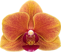bloemgrootte: 5,5