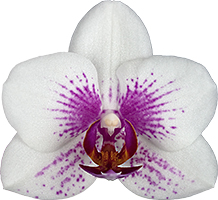 bloemgrootte: 6
