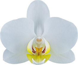 bloemgrootte: 6