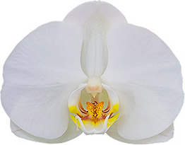 bloemgrootte: 9