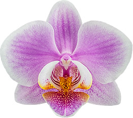 bloemgrootte: 6