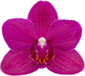 bloemgrootte: 5