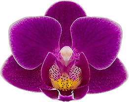 bloemgrootte: 4