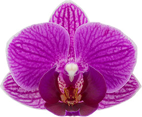 bloemgrootte: 4