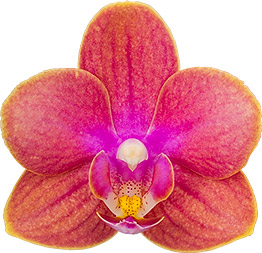 bloemgrootte: 4