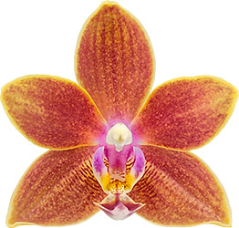 bloemgrootte: 254347
