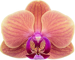 bloemgrootte: 5,5