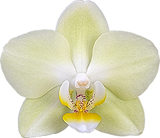 bloemgrootte: 6