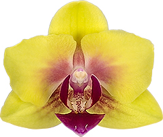 bloemgrootte: 252698