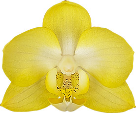 bloemgrootte: 4,5