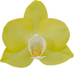 bloemgrootte: 253697