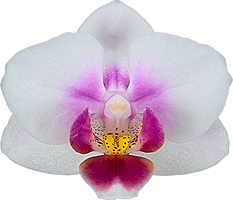 bloemgrootte: 5