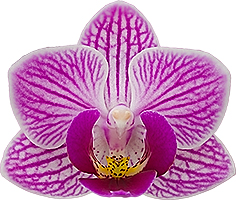 bloemgrootte: 4,5