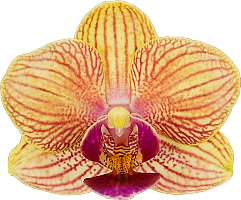 bloemgrootte: 5,5