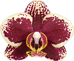 bloemgrootte: 7