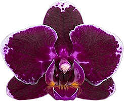 bloemgrootte: 6,5