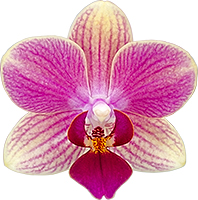 bloemgrootte: 5