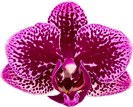 bloemgrootte: 5,5