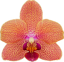 bloemgrootte: 5,5