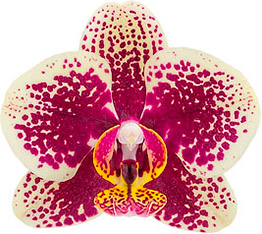 bloemgrootte: 7
