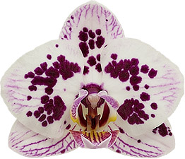 bloemgrootte: 6