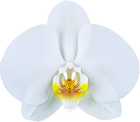 bloemgrootte: 10