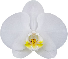 bloemgrootte: 9,5