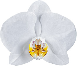 bloemgrootte: 10