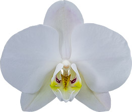 bloemgrootte: 10