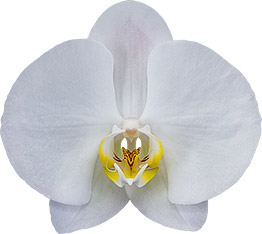 bloemgrootte: 10