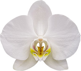 bloemgrootte: 8,5