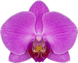 bloemgrootte: 9