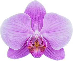 bloemgrootte: 9,5