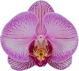 bloemgrootte: 9