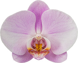 bloemgrootte: 9