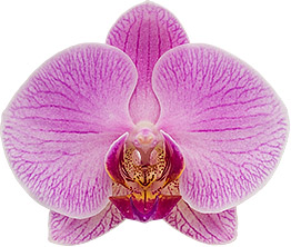 bloemgrootte: 10,5