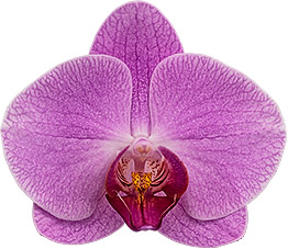 bloemgrootte: 9
