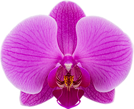bloemgrootte: 10
